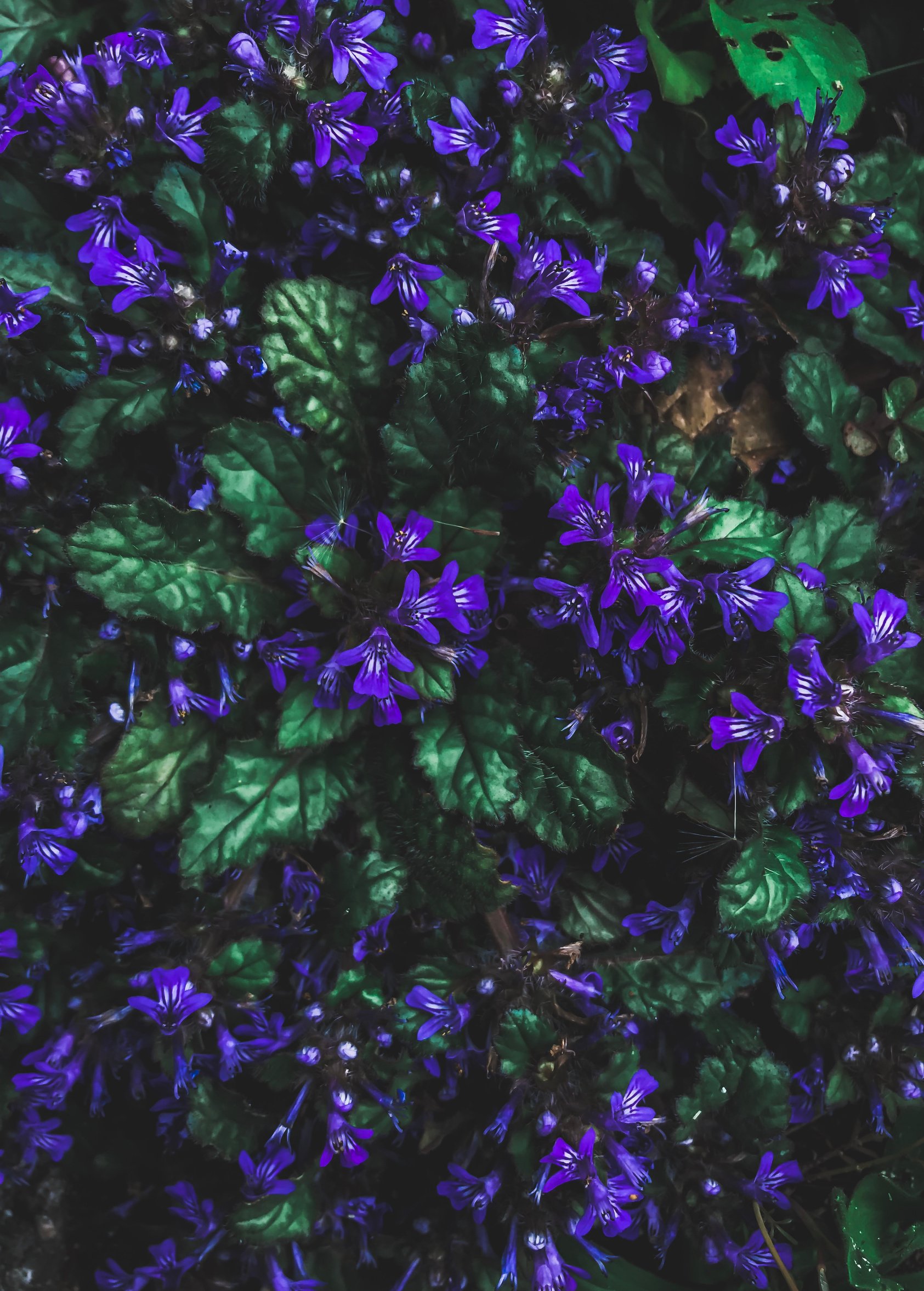 Purple Petaled Flowers